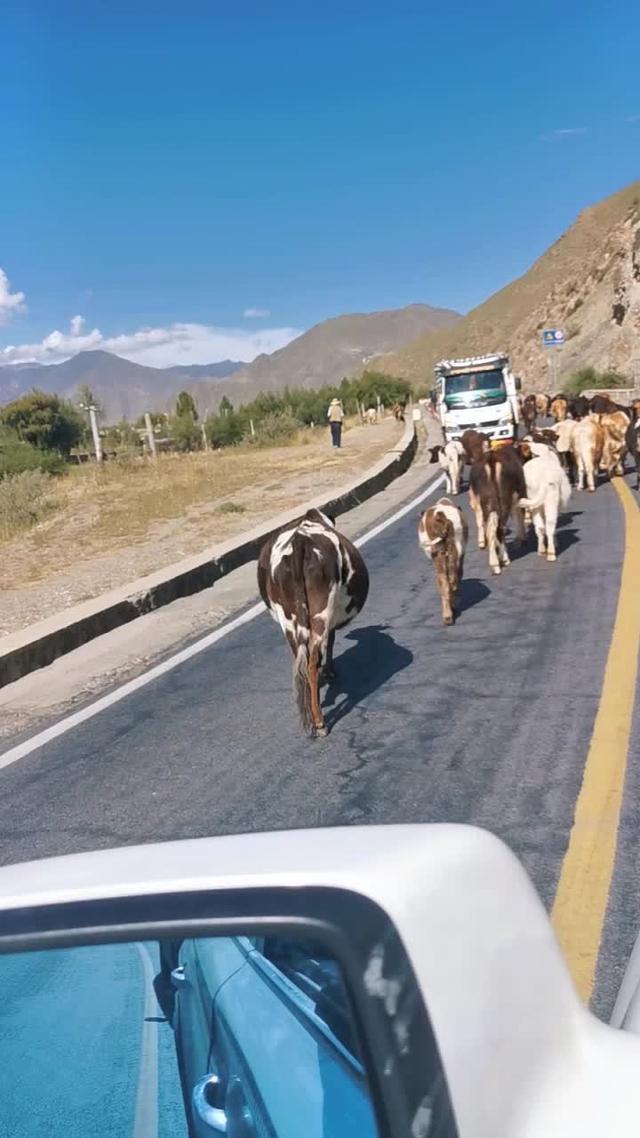 荣威rx8 今天去羊湖的路上，尽然偶遇牛群。看着这些牛一点不紧不慢的走在路上，感觉它们是见多识广的牛。