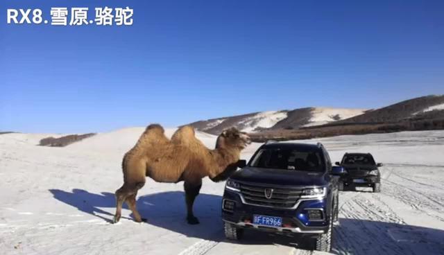 荣威rx8 乌兰布统雪原，骆驼与大八。它走过来径直奔大八而去，是大八的颜值吸引了它，还是它嗅到了大八身上狂野的味