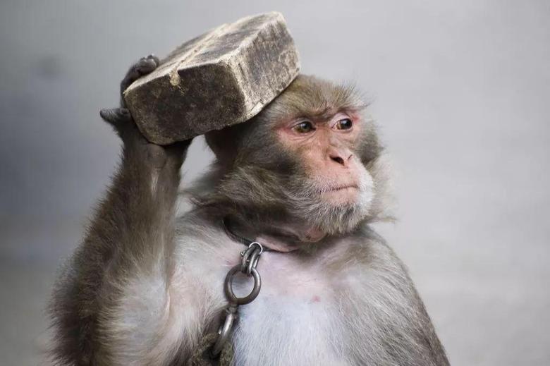 emira 猴子越是天天强调价格，强调落地大于120万对标911，就越是害怕自己的豹子将来只能半价卖。因为猴子的目光心眼和肚子很小只能装下一根香蕉，为了已经进肚的香蕉只能抬高未进肚的香蕉，这种猴就叫既得利益猴。