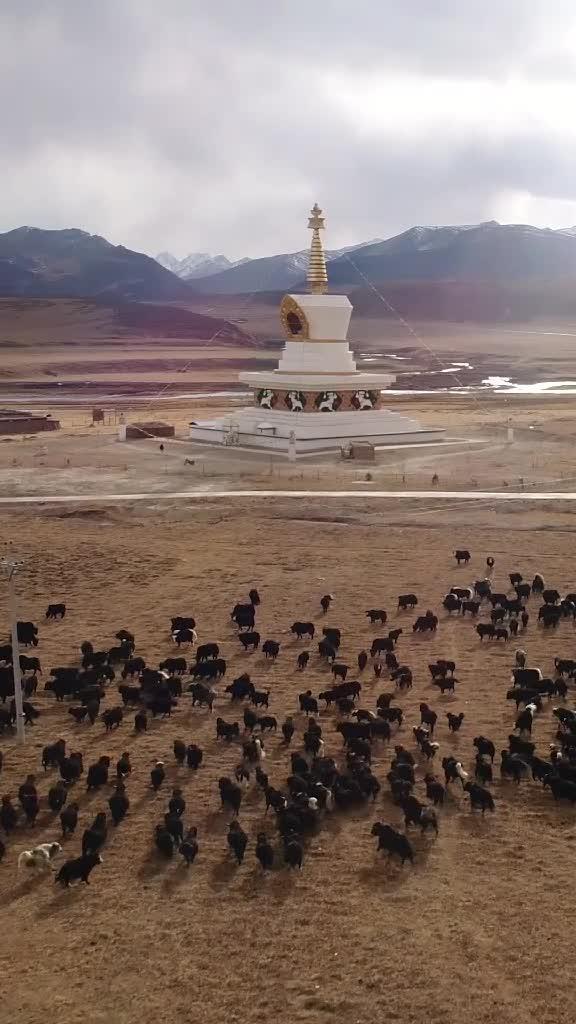 吉姆尼(进口) 飞去西藏第三集——草原上的佛塔和牦牛群