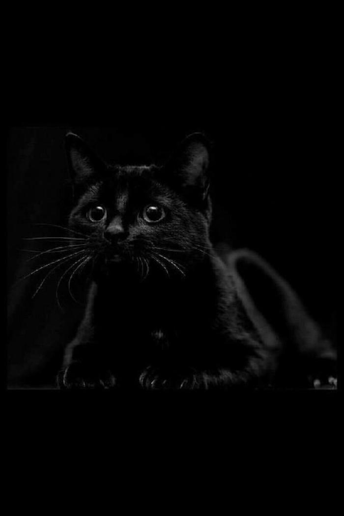 欧拉黑猫如题等的都没脾气了