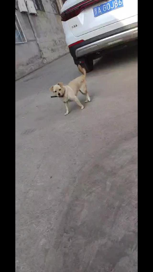 比亚迪宋Pro车模，中华田园犬。