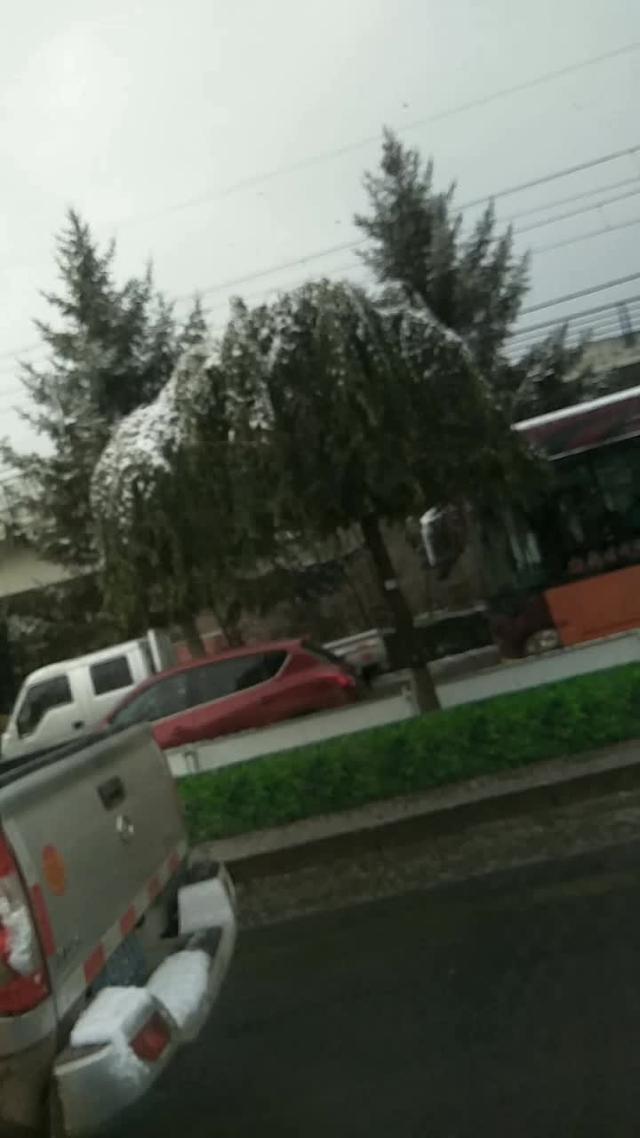 骐达tiida树还是绿色的上面披着一层雪
