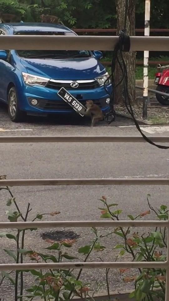 雷克萨斯ct马来西亚一猴子把停在路边的车牌给卸了，然后偷走了。#猴子
