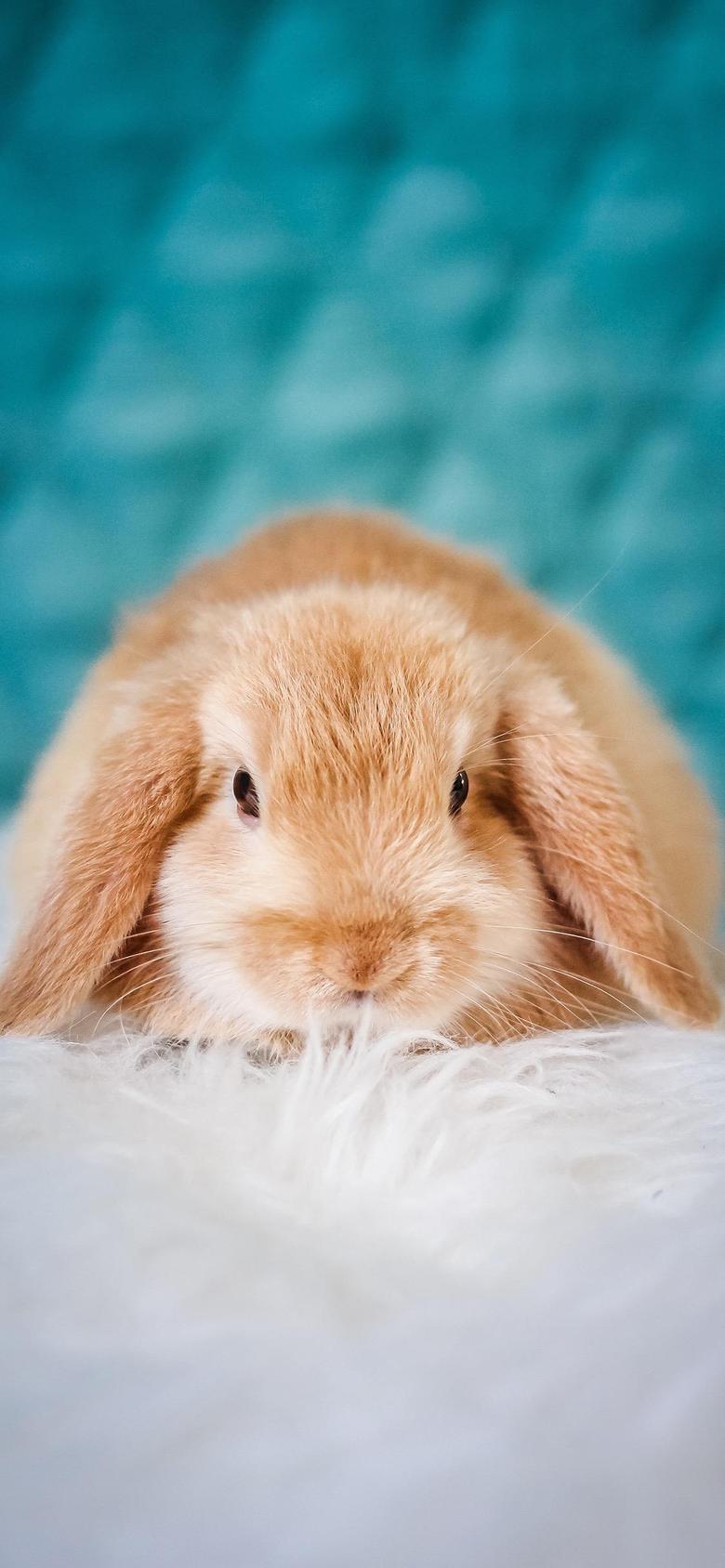 哈弗赤兔 今天问的黄金兔大概13.7个是不是太贵了