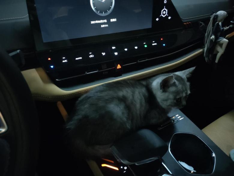 长安uni k-我本来在开车，小猫自个儿趴在中控上就睡着了，这车要是再说不舒适，猫都不信了