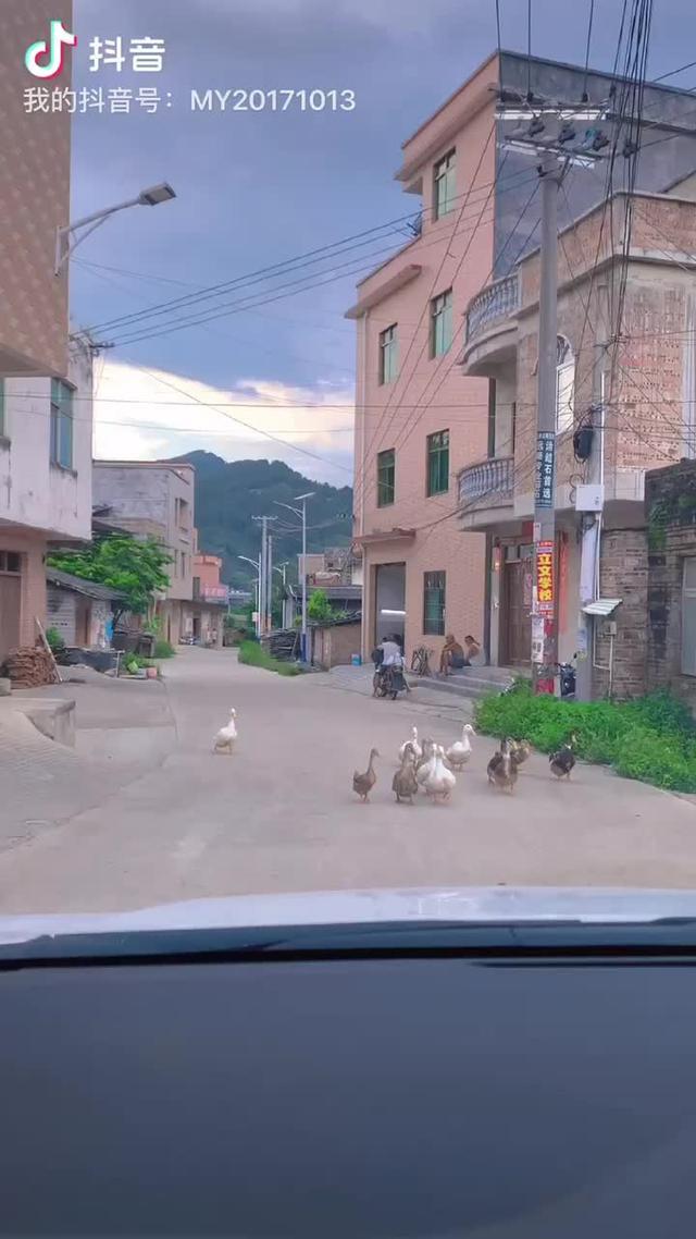雷凌 回到村子里，基本上都会遇到鸡鸭猫狗拦路。有次碰到小鸡过马路，比视频中的鸭子走得更慢！