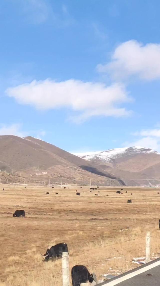 威兰达 牦牛|雪山