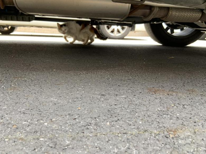 凯迪拉克xt6 那么猫咪为啥喜欢待在Xt6底盘下小憩，而不在周边的轿车底下呢？