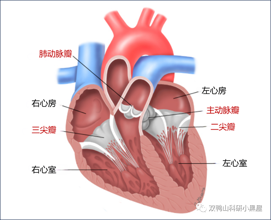心脏属于什么系统